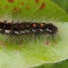 Plaga parzących gąsienic w Powiecie Głubczyckim