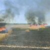 Pożar zboża na pniu w Ujeździe