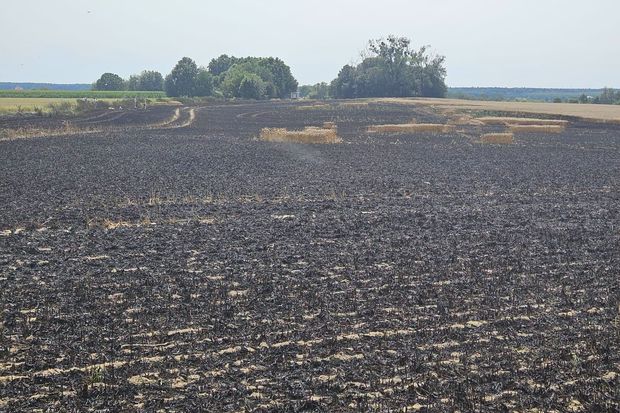 Pożar zboża na pniu w Ujeździe