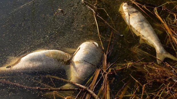 Wojewoda Śląski wprowadził zakaz korzystania z wód VI sekcji Kanału Gliwickiego.